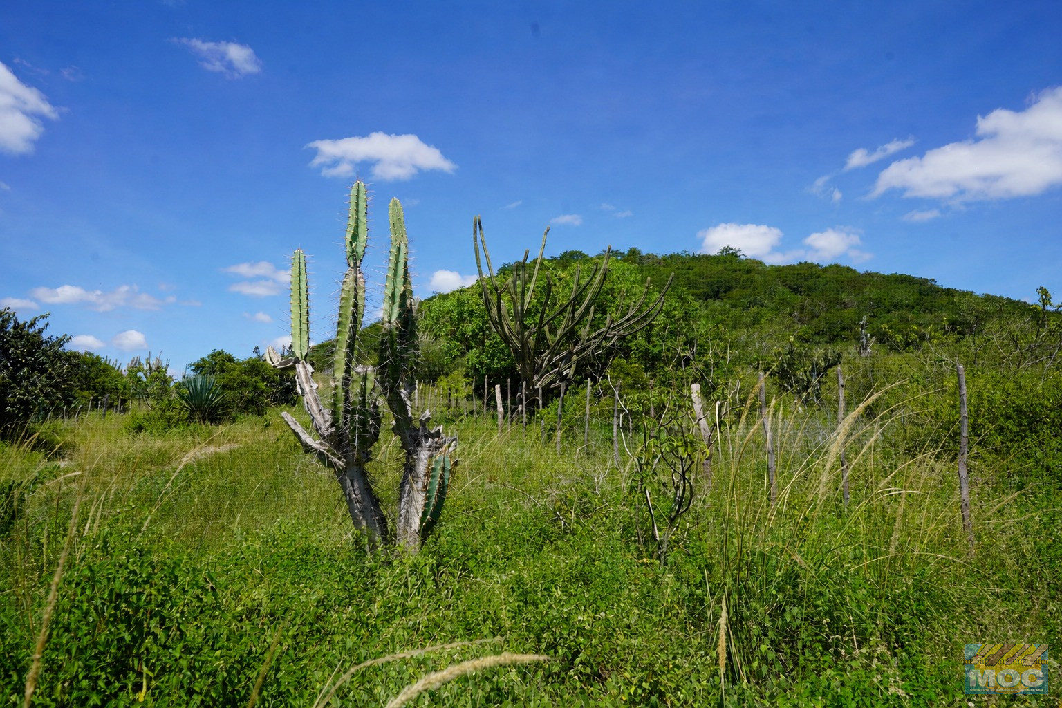 Dia Mundial do Meio Ambiente: como o MOC fortalece a conservação da Caatinga e a sustentabilidade no Semiárido