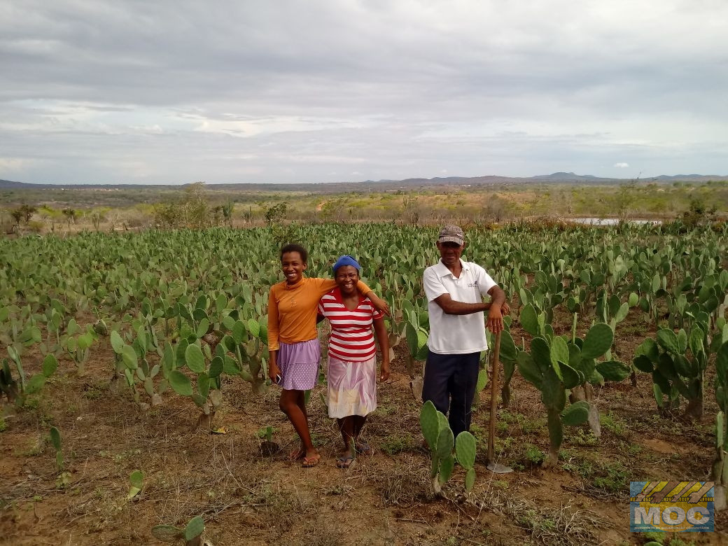 Agricultores/as apostam na cultura do estoque para conviver bem no Semiárido