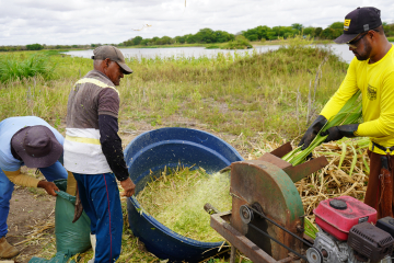 Mais de 35 toneladas de silagem fortalecem a agricultura familiar e garantem segurança alimentar para os rebanhos no Semiárido