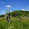 Dia Mundial do Meio Ambiente: como o MOC fortalece a conservação da Caatinga e a sustentabilidade no Semiárido