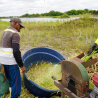 Mais de 35 toneladas de silagem fortalecem a agricultura familiar e garantem segurança alimentar para os rebanhos no Semiárido