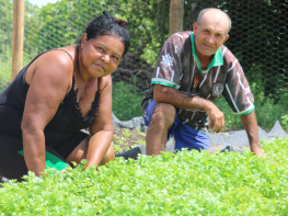 Do campo à mesa: por que reduzir agrotóxicos é uma questão de saúde pública
