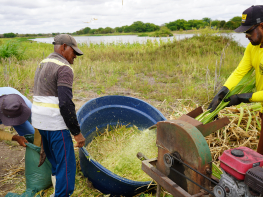 Mais de 35 toneladas de silagem fortalecem a agricultura familiar e garantem segurança alimentar para os rebanhos no Semiárido